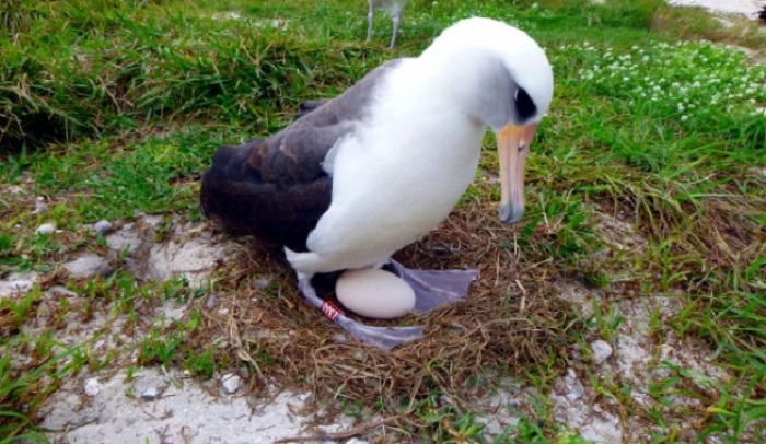 The world’s oldest known seabird is expecting — again 